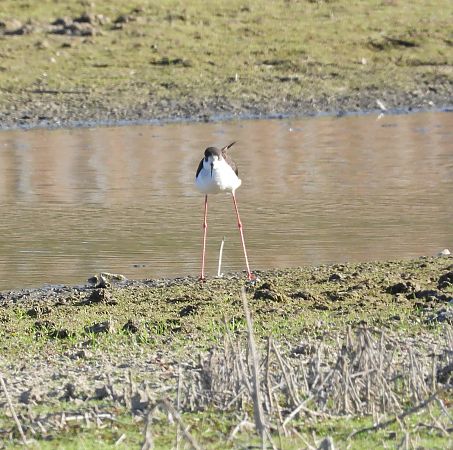 szczudłak  - Beata Murzyn