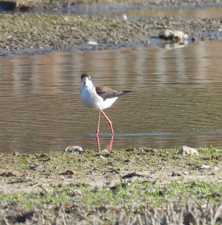 szczudłak  - Beata Murzyn