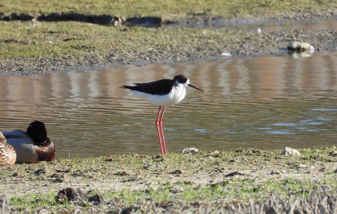 szczudłak  - Beata Murzyn