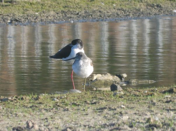 szczudłak  - Beata Murzyn