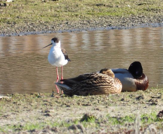szczudłak  - Beata Murzyn