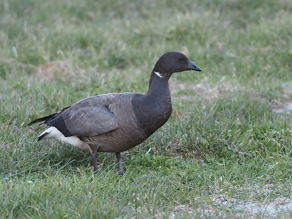 bernikla obrożna  - Marcin Wężyk