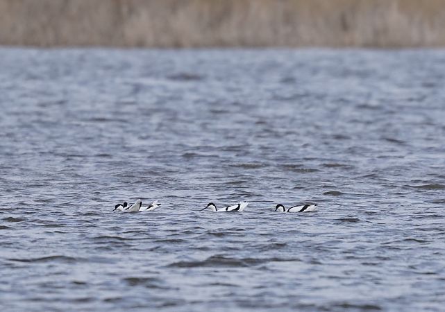 szablodziób  - Monika Żochowska