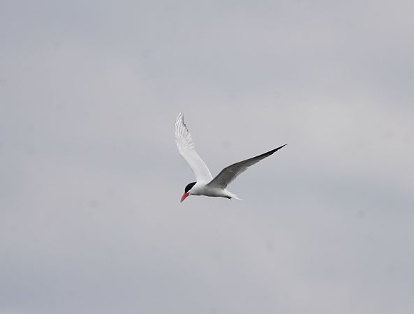 rybitwa wielkodzioba  - Monika Żochowska