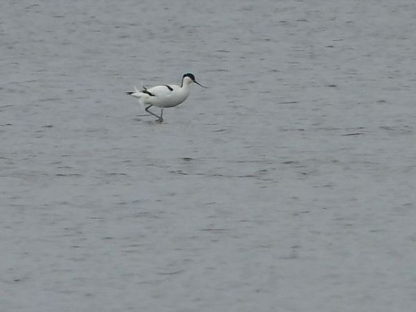 szablodziób  - Marlena Józefowska