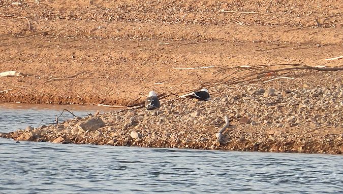 mewa żółtonoga (ssp. fuscus) 