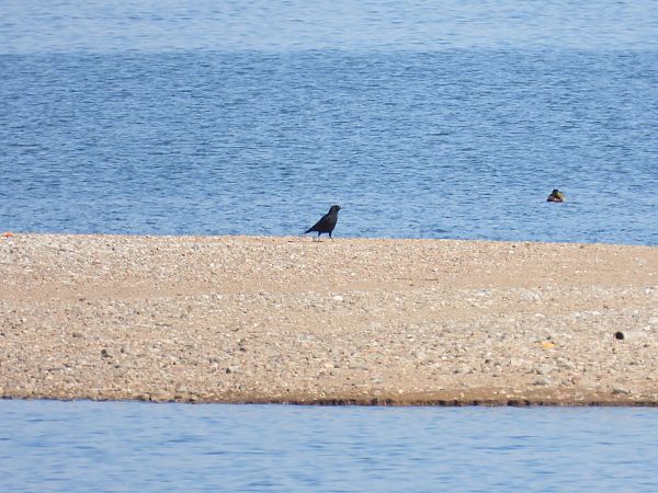 wrona (czarnowron, ssp. corone) 