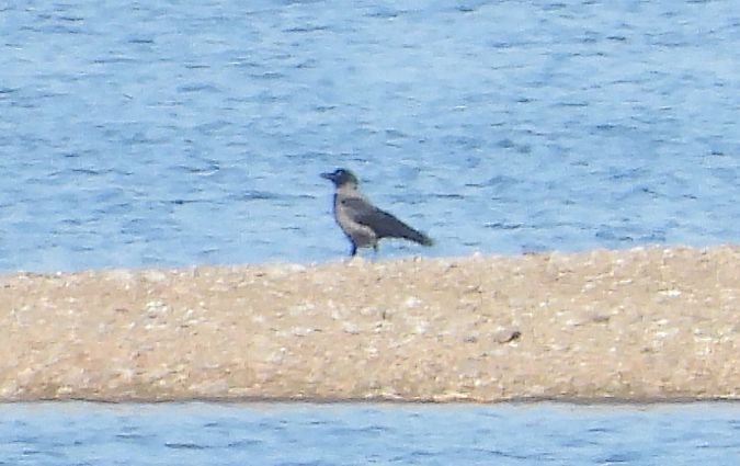 wrona (hybryd siwa x czarnowron) 