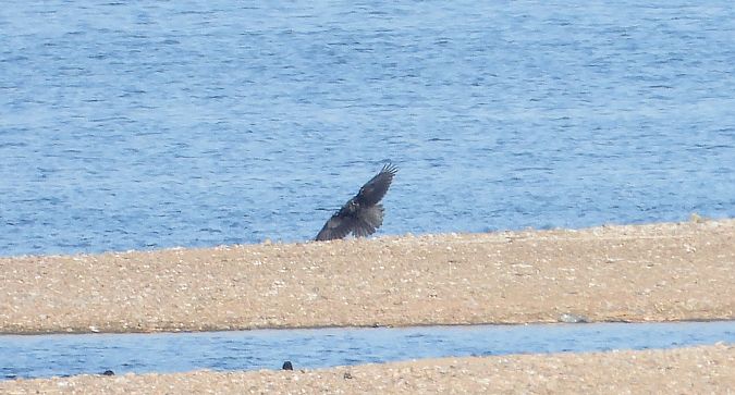 Hybrid Raben- x Nebelkrähe 