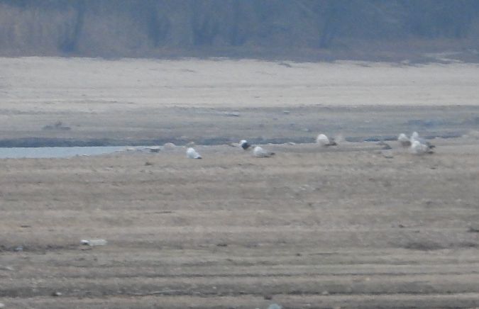 mewa żółtonoga (ssp. fuscus) 