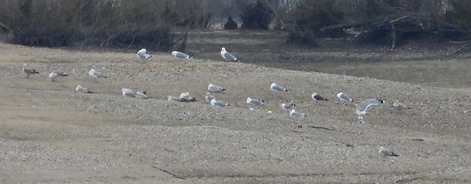 mewa żółtonoga (ssp. graellsii / intermedius) 