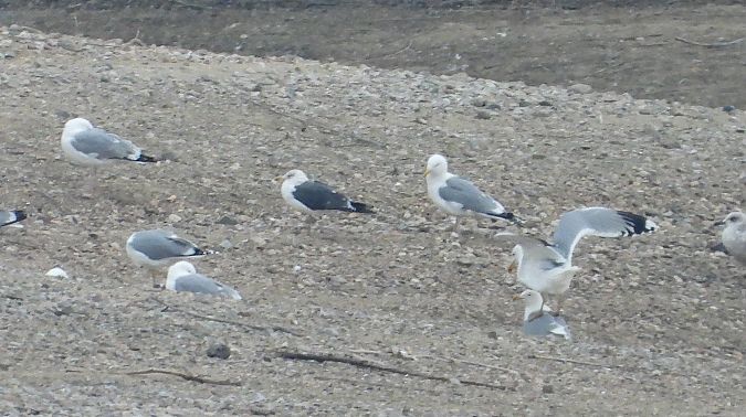 Larus fuscus graellsii / intermedius 
