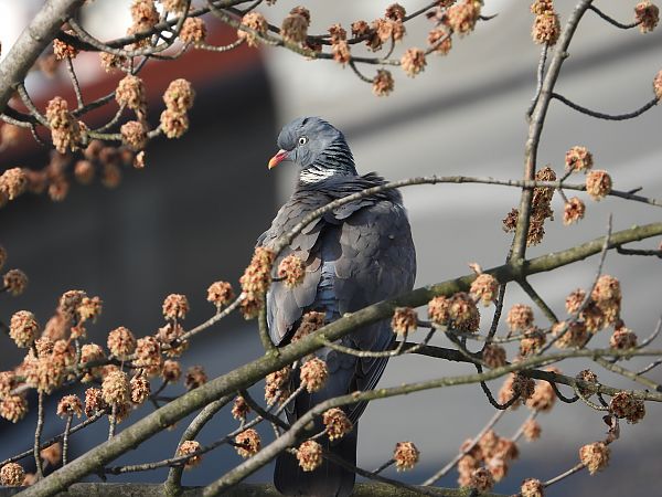 Common Wood Pigeon 