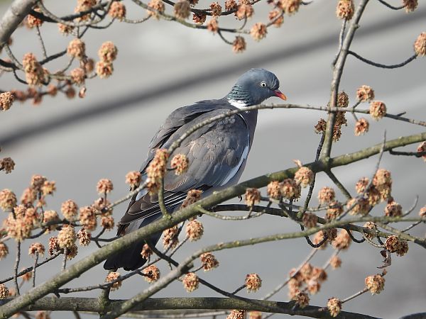 Common Wood Pigeon 