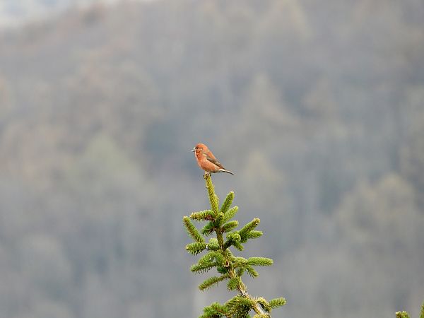 krzyżodziób świerkowy 