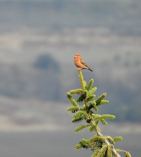 krzyżodziób świerkowy 