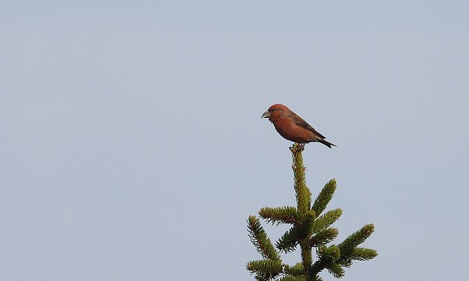 krzyżodziób świerkowy 