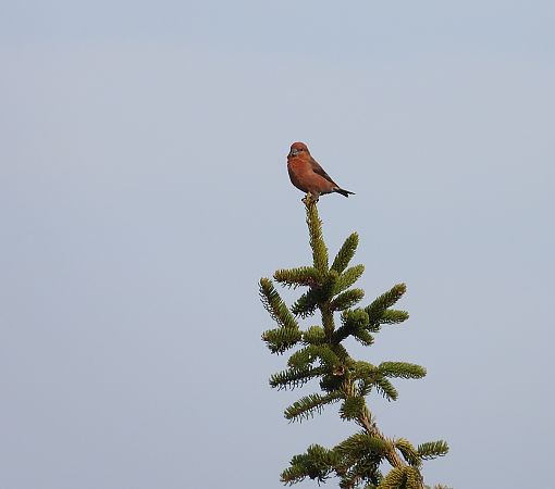 krzyżodziób świerkowy 