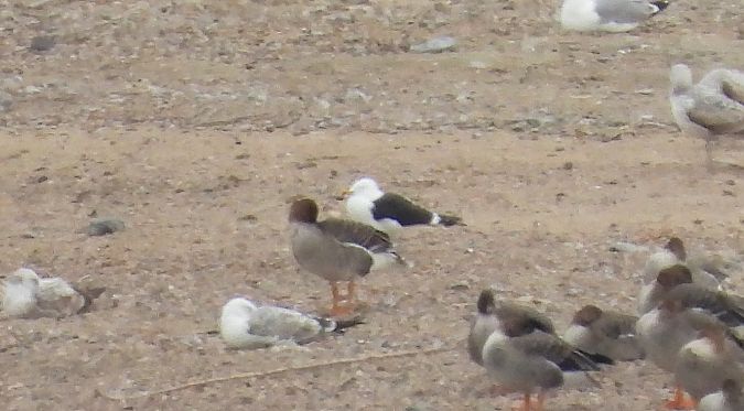 Heringsmöwe (ssp. fuscus) 