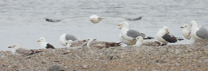 Goéland de la Baltique 