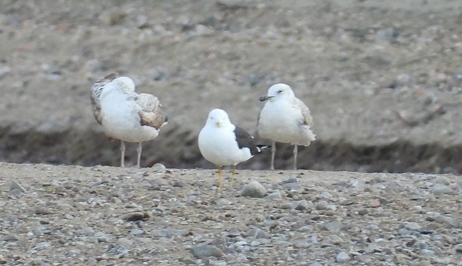 Heringsmöwe (ssp. fuscus) 