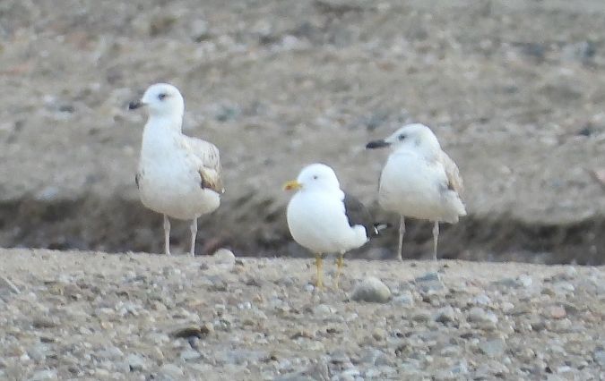 Heringsmöwe (ssp. fuscus) 