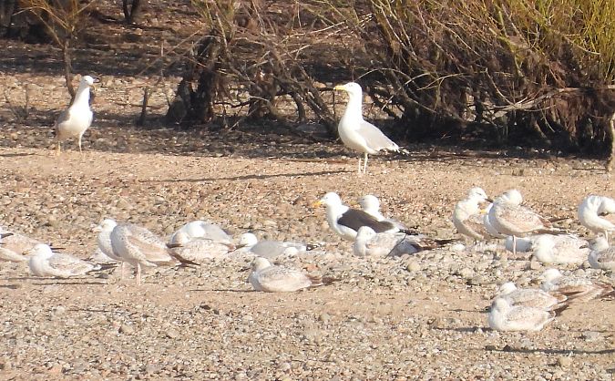 Heringsmöwe (ssp. fuscus) 