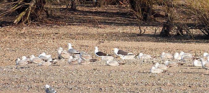 Heringsmöwe (ssp. fuscus) 