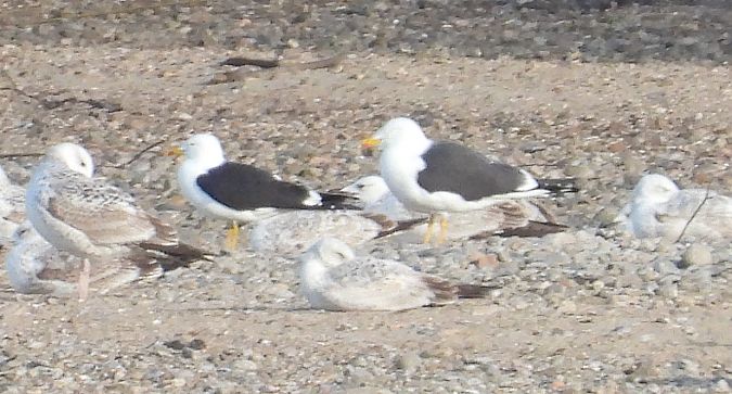 Heringsmöwe (ssp. fuscus) 