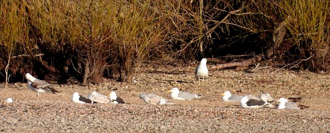 Heringsmöwe (ssp. fuscus) 
