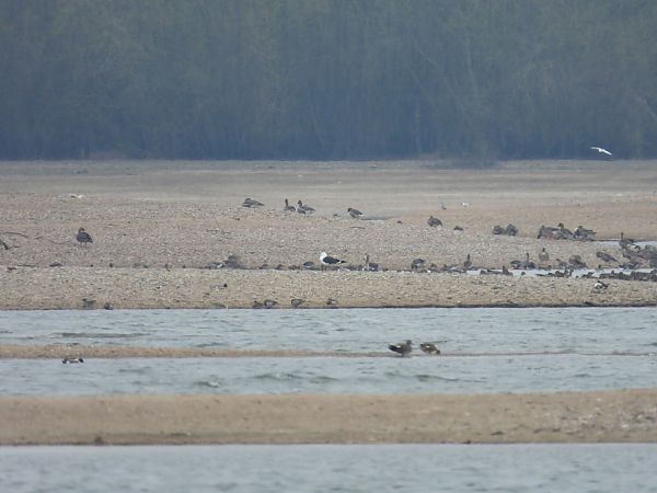 Heringsmöwe (ssp. fuscus) 