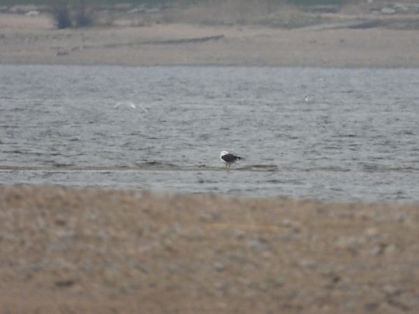 mewa żółtonoga (ssp. fuscus) 