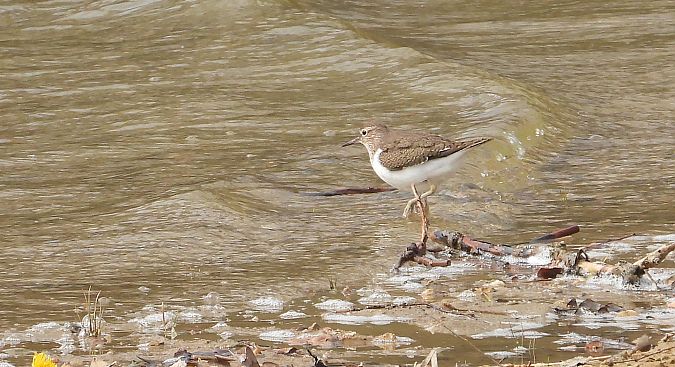 Common Sandpiper 