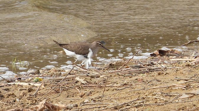 Common Sandpiper 