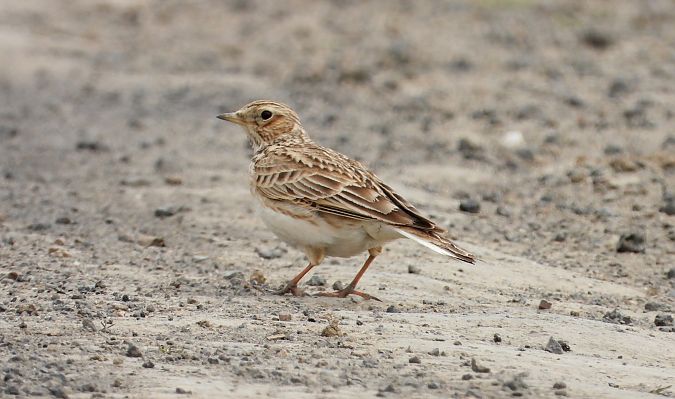 Feldlerche 