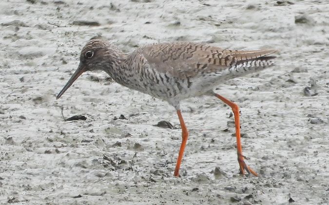 Common Redshank 