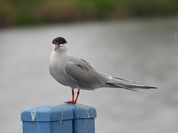 Common Tern 