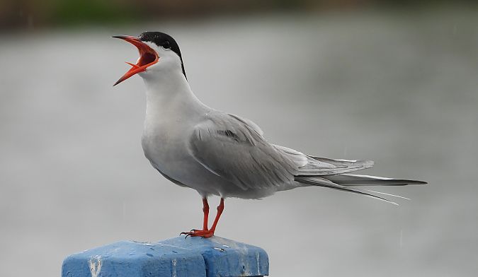 Common Tern 