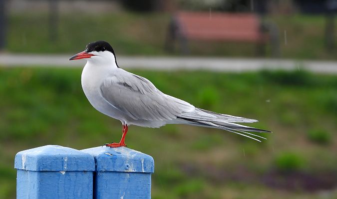 Common Tern 