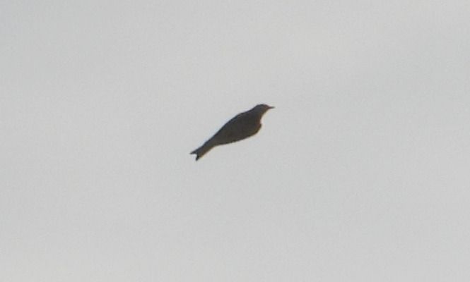 świergotek nieoznaczony 