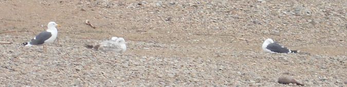 mewa żółtonoga (ssp. graellsii / intermedius) 