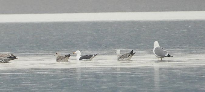 Heringsmöwe (ssp. graellsii / intermedius) 
