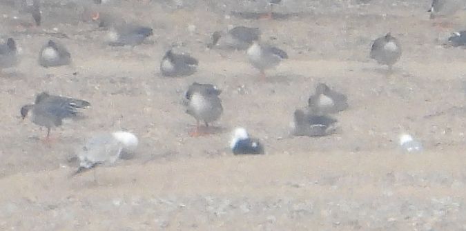 Heringsmöwe (ssp. fuscus) 