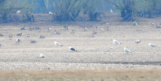 mewa żółtonoga (ssp. fuscus) 