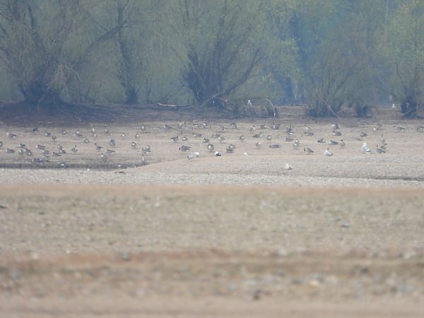 mewa żółtonoga (ssp. fuscus) 