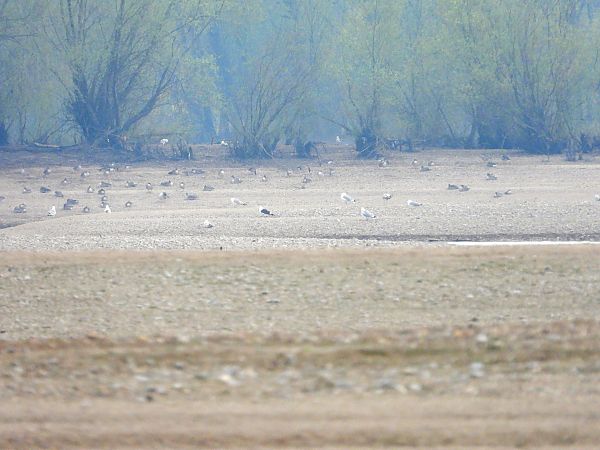mewa żółtonoga (ssp. fuscus) 