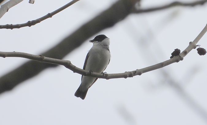muchołówka białoszyja 