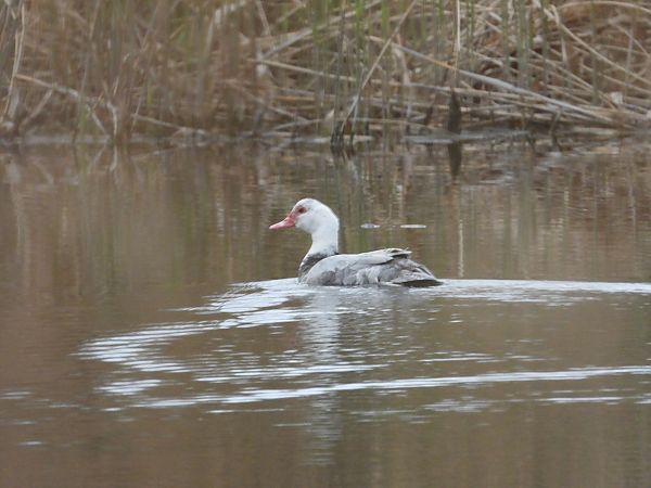 Canard musqué  - Jarosław Słowikowski