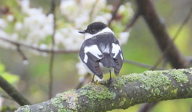 muchołówka białoszyja 