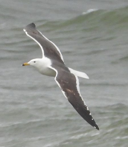Heringsmöwe (ssp. fuscus)  - Jarosław Słowikowski